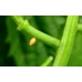 Orange Tip Anthocharis cardamines pupae 